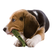 Beagle puppy holding green dental chew bone with raised nubs