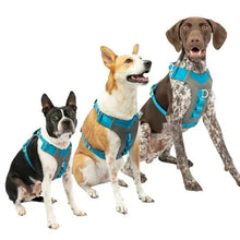 Dogs wearing gray mesh harnesses with blue straps, shown together from the front
