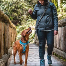 Dog wearing a gray mesh harness with blue straps on a leash held by a person