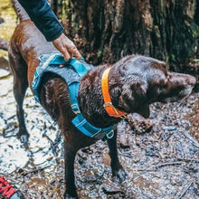 Dog wearing gray mesh and blue harness while a hand adjusts the strap