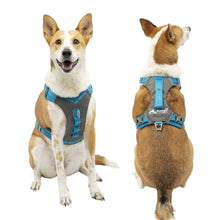 Two dogs modeling gray mesh harness with blue straps, shown front and back views