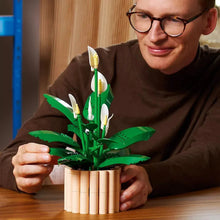 Peace lily flower decor on tabletop held in hands, green leaves and white spade flowers