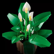 Peace lily flower decor close-up with green leaves and white spade flowers in tan pot