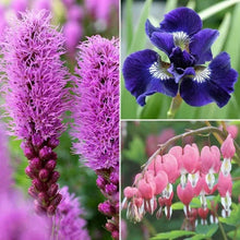 Flower bulbs featuring purple spikes and pink hanging bell blooms