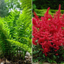 Flower bulbs with bright green fern foliage and red flower clusters