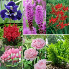 Mixed flower bulbs with purple, pink, and red blooms