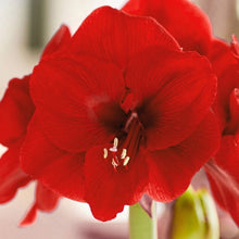 Red amaryllis flower close-up with broad petals and visible stamens