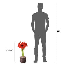 Amaryllis bulb with bird's nest basket, shown at an approximate height of 20 to 24 inches