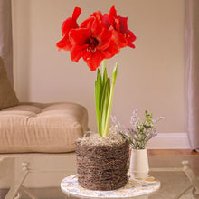 Amaryllis bulb with bird's nest basket, blooming with vivid red flowers and green leaves