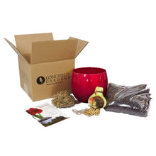 Amaryllis bulb kit with Longfield Gardens box, red container pot, and included materials