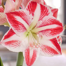 Large amaryllis bloom with red-and-white striped petals and yellow-green center