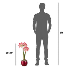 Amaryllis flower in small red container next to person height silhouette