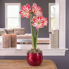 Amaryllis flower arrangement in red glossy container with green stems and brown soil