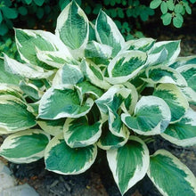 Variegated hosta leaves with white edges and green centers