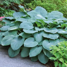 Blue hosta plant with wide, wavy leaves forming a dense border mound