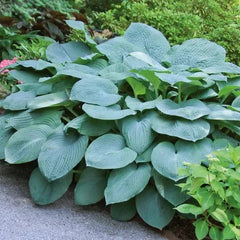 Longfield Gardens Astilbes and Hosta Shade Gardens