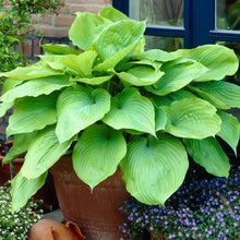 Lime green hosta leaves growing in a terracotta pot