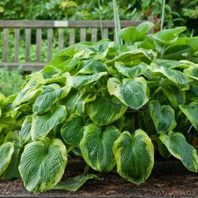Green hosta leaves with textured, ridged surfaces in a planting bed
