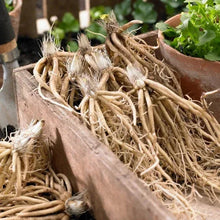 Bare-root plant roots with pale shoots in a bundle