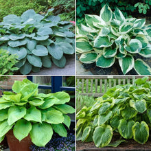 Blue-green hosta leaves clustered in a thick mound