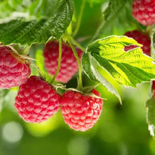 Raspberry berries on stems with serrated green leaves