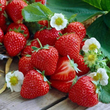 Red strawberries with white blossoms and green leaves on a wooden surface