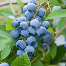 Blueberry clusters on a stem with green leaves