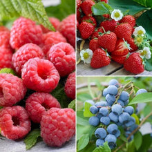 Red raspberries and strawberries with leaves, plus blue berries on stems
