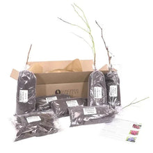 Bare-root fruit plant roots in sealed dark bags with labels, inside a box