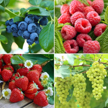 Blueberry fruit clusters on leafy stems