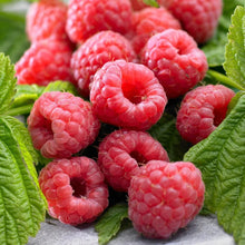 Raspberry berries with green leaves, red clusters and glossy texture
