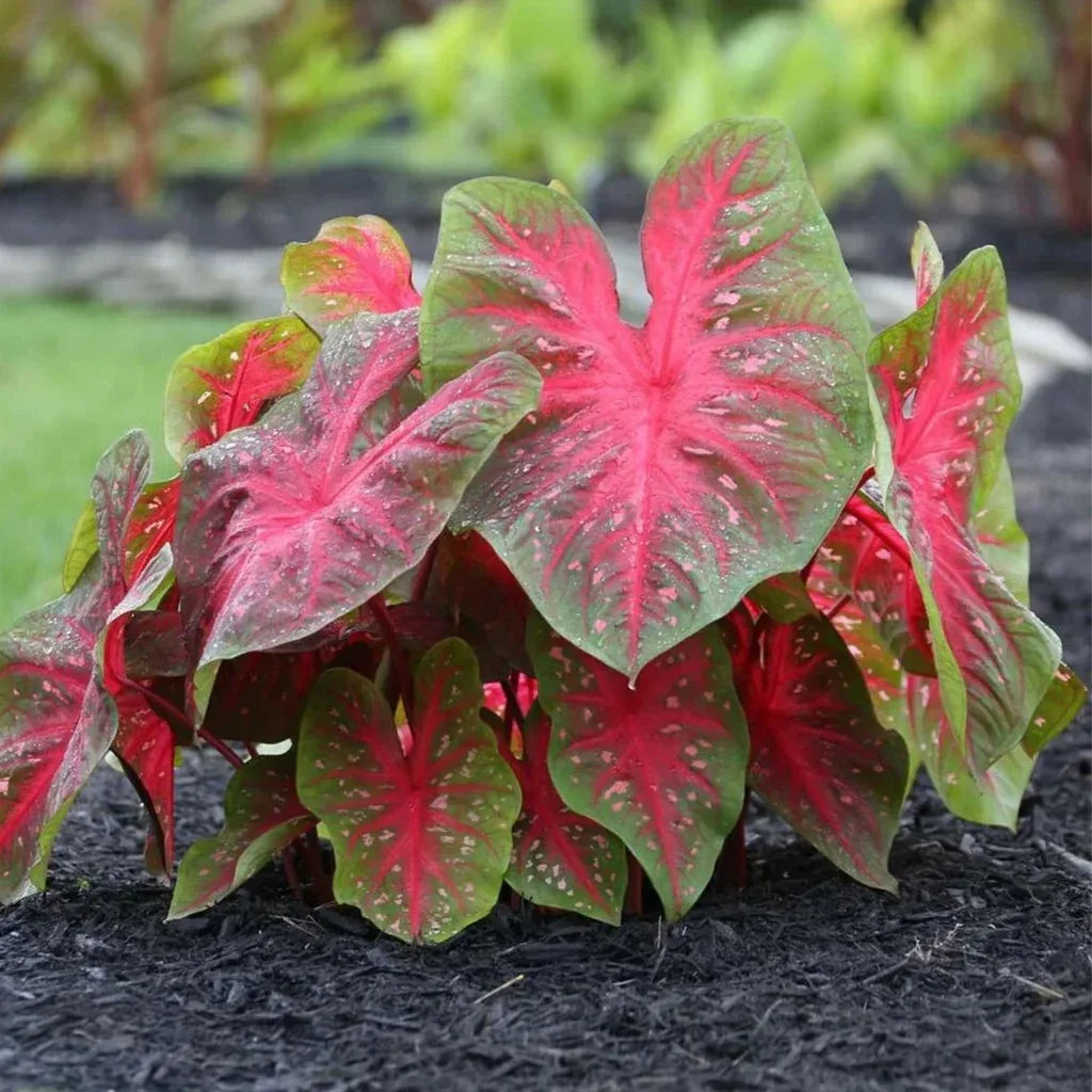 Longfield Gardens Caladiums
