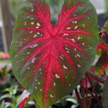 Caladium leaf cluster with bright pink centers and green leaves with speckles