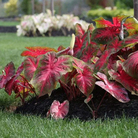 Longfield Gardens Caladiums