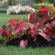 Caladium plants with red-pink marbled leaves growing in outdoor soil bed