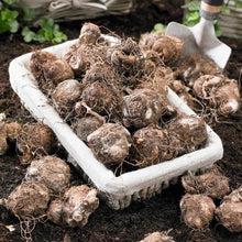 Caladium bulbs in planting bag, tan brown bulbs with fibrous roots
