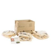 Caladium bulbs boxed with several pale bulbs and a small planting label