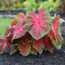 Caladium plant with red-pink speckled leaves and green edging