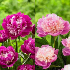 Longfield Gardens Classic Peony Collection, 8 Plants