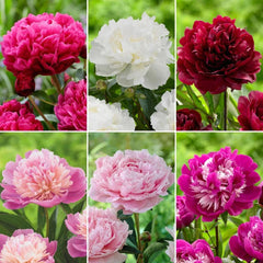 Longfield Gardens Classic Peony Collection, 8 Plants