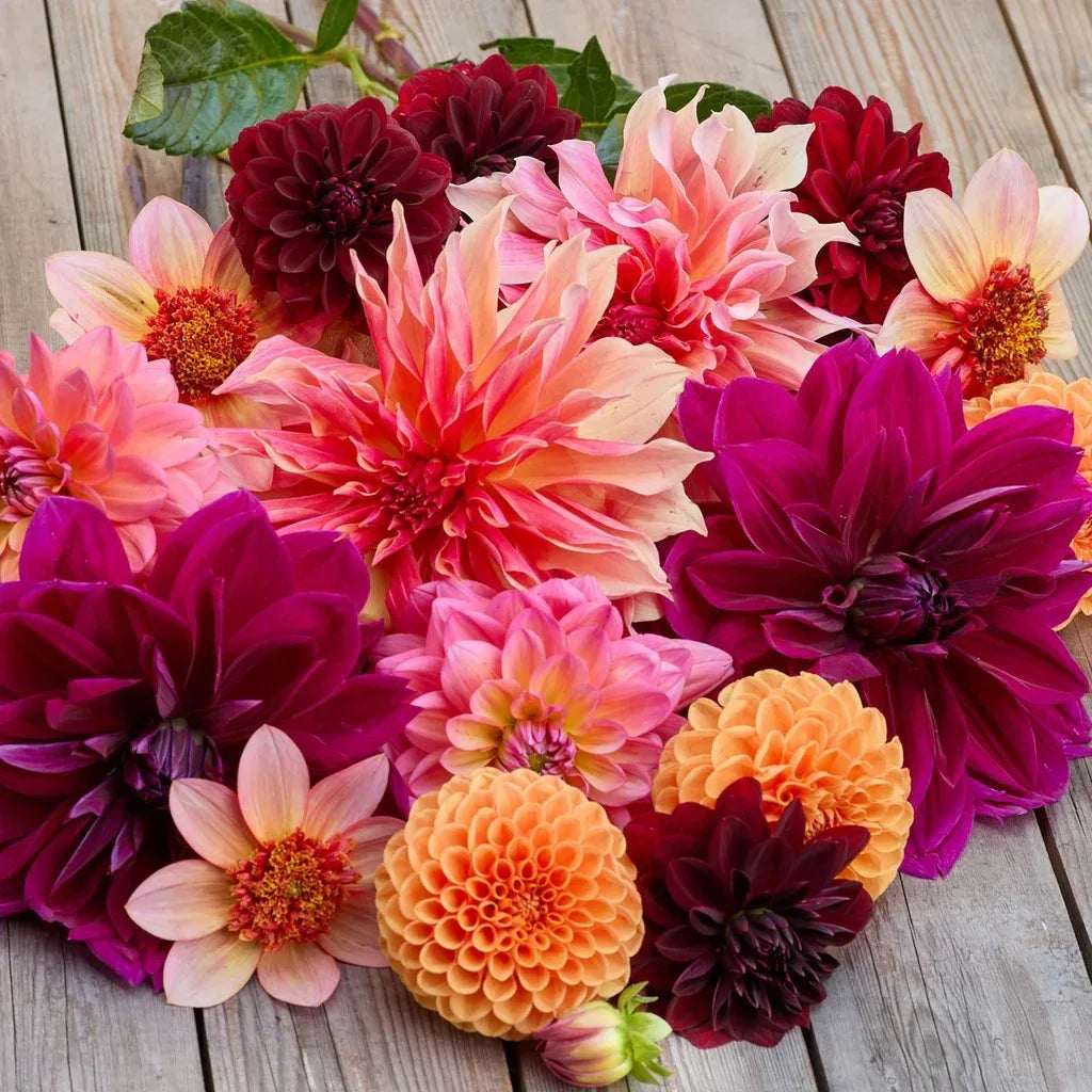 Longfield Gardens Dahlia Collections Assorted Colors, 12-count