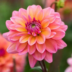 Longfield Gardens Dahlia Collections Assorted Colors, 12-count