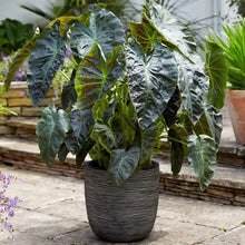 Elephant ear plant with dark green leaves in a woven outdoor pot on patio