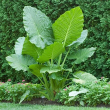 Elephant ear plant with pale green leaves in a landscape garden