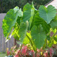 Elephant ear plants with bright green leaves behind pink flowering plants