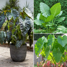 Elephant ear plants in woven pots with large leaves in a garden setting