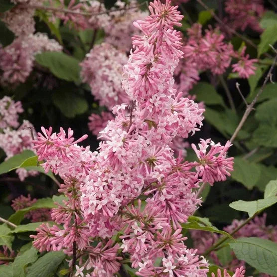 Longfield Gardens Lilac’s
