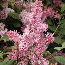 Pink lilac flower panicle with small blossoms and green leaves on branches