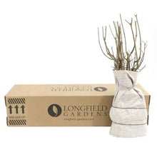 Lilac plant bundle in white wrapping with shipping box and stems visible
