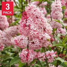 Pink lilac flower cluster with layered petals and green leaves on stems